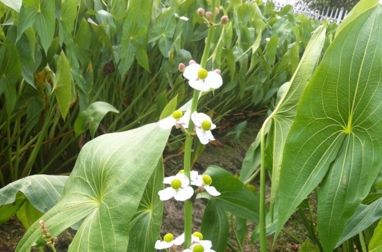 茨菰属于什么类型的植物