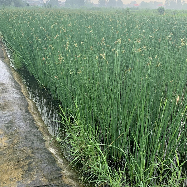 水生植物的养护原则和方法