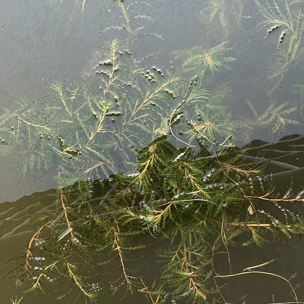 沉水植物的栽培种植方法