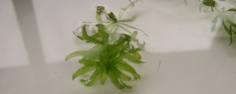 黑藻属于什么的科植物