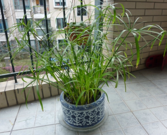 水竹的繁殖方式都有哪些？