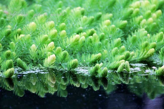 金鱼藻有什么特点，金鱼草怎样养