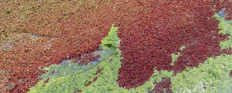 满江红不属于保护植物，是一种水生植物