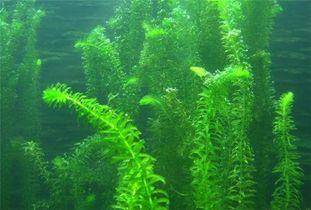 金鱼藻鱼缸种植方法