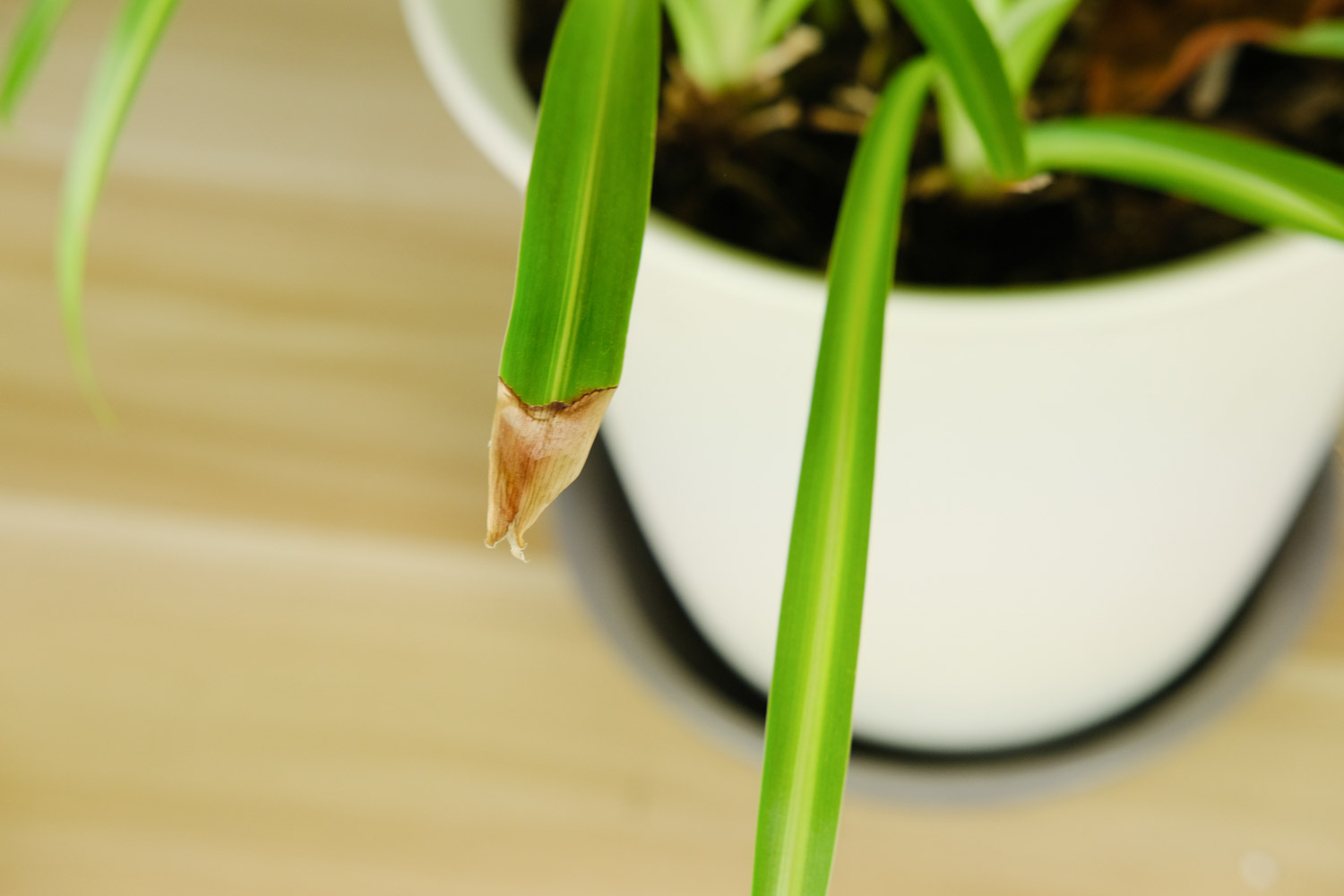 茶花开花之前如何修剪