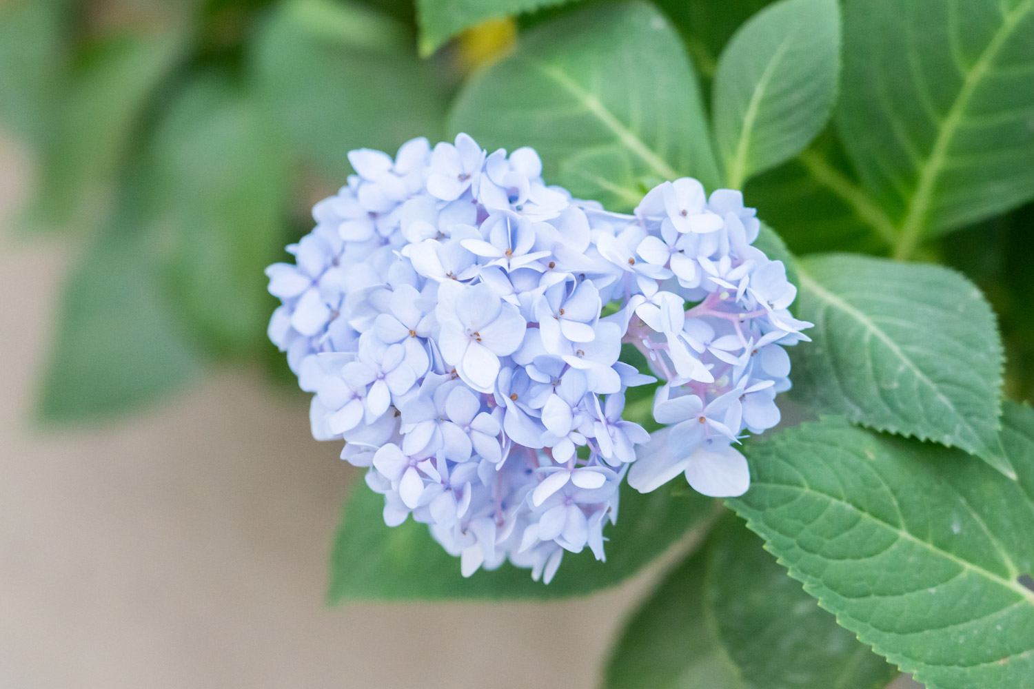 八仙花的繁殖方法和花期管理