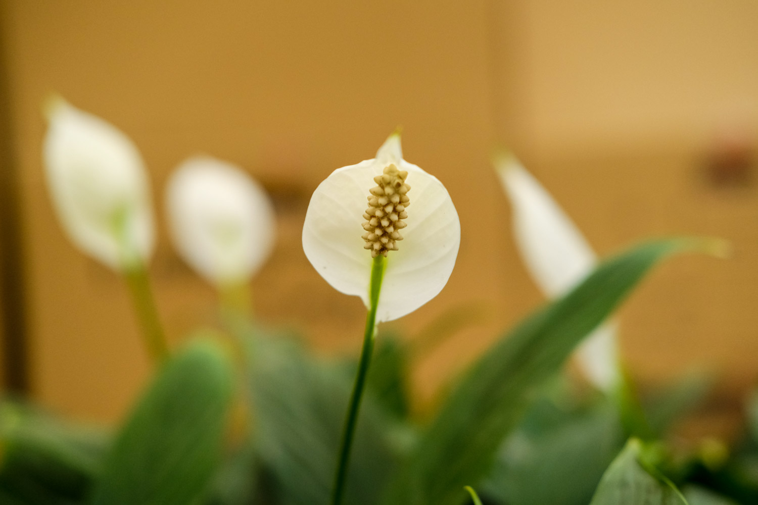 水养白鹤芋变黑怎么办，水养步骤是什么