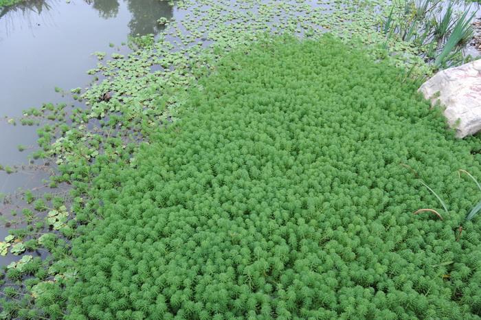 水生植物分类：狐尾藻