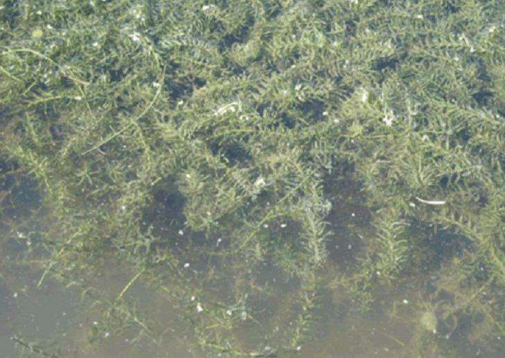 黑藻的栽培技术有哪些