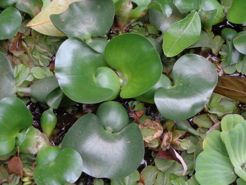 水生植物分类：布袋莲