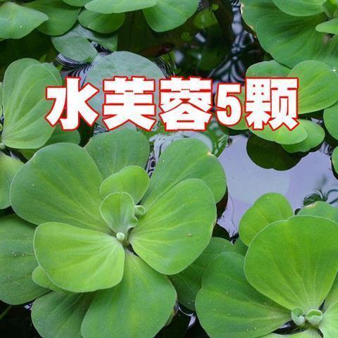 水生植物分类：水芙蓉