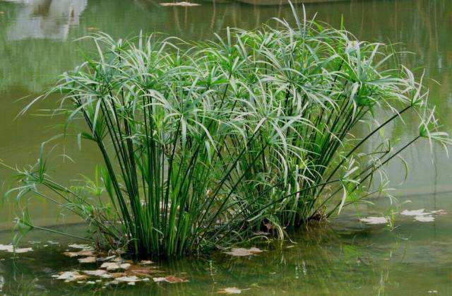 水生植物分类：旱伞草