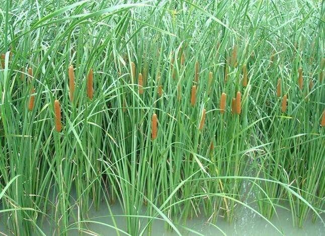 水生植物分类：花叶芦竹