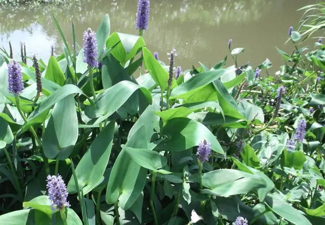 水生植物在人工湿地中的作用