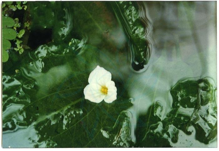 水生植物：水菜花