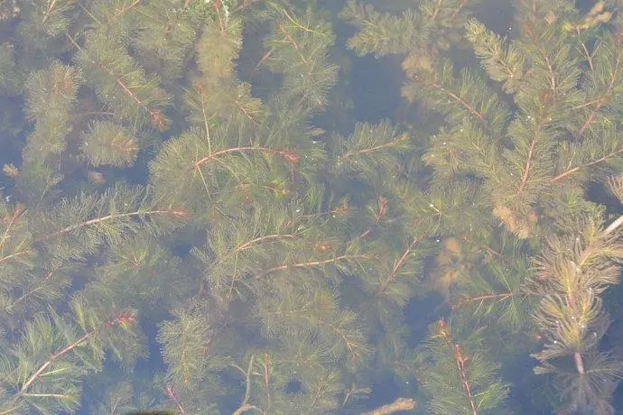 水生植物：穗花狐尾藻