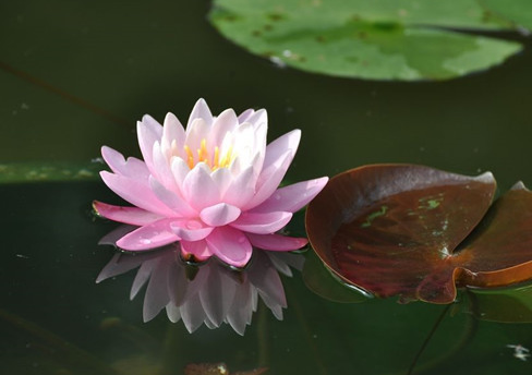 适合庭院池塘种植的水生植物