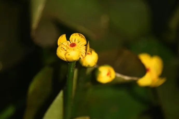 水生植物分类：黄金莲