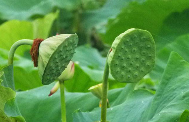 怎样种植荷花?荷花苗种植方法和时间